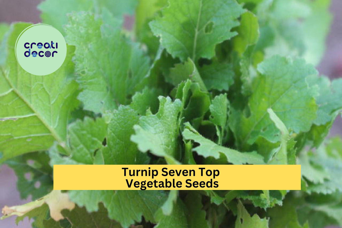 3pcs 1g Seven Top Turnip Seeds - Fast-Growing Leafy Greens for Cooking & Microgreens
