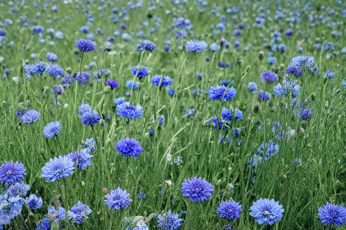 Blue Bachelor's Button Seeds | 100 Count | Cornflower | Centaurea cyanus | Easy Annual for Pollinator Gardens