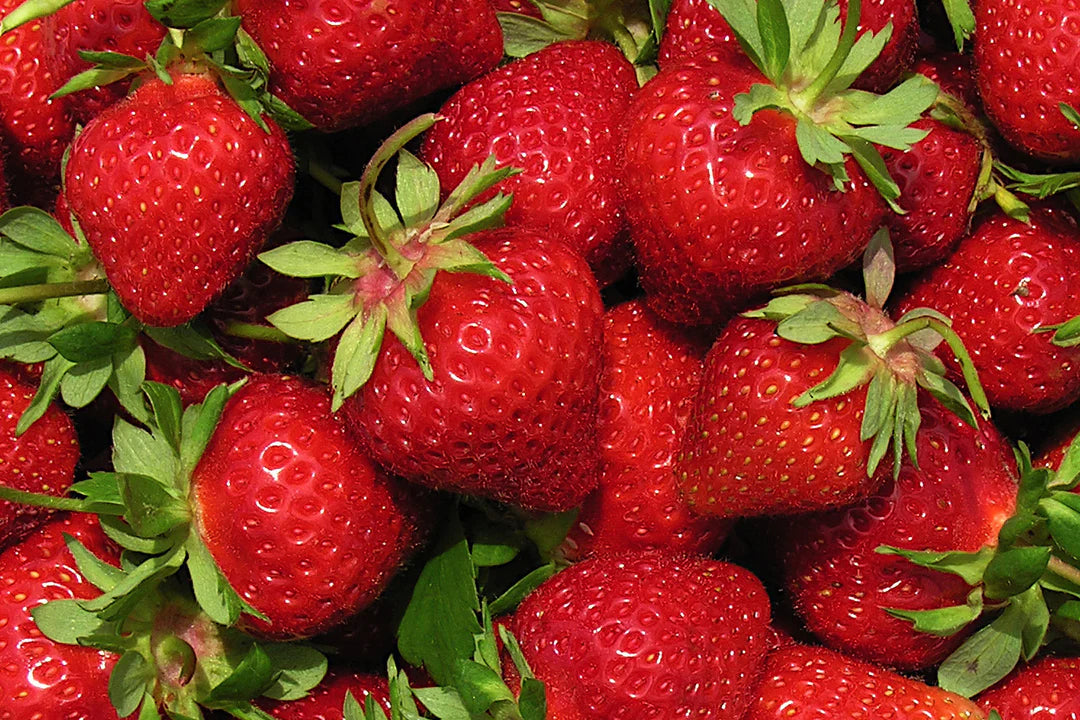 AC Wendy Strawberry Plants – 10 Bare Root June-Bearing, Early Season, Sweet Berries, Hardy Garden Fruit