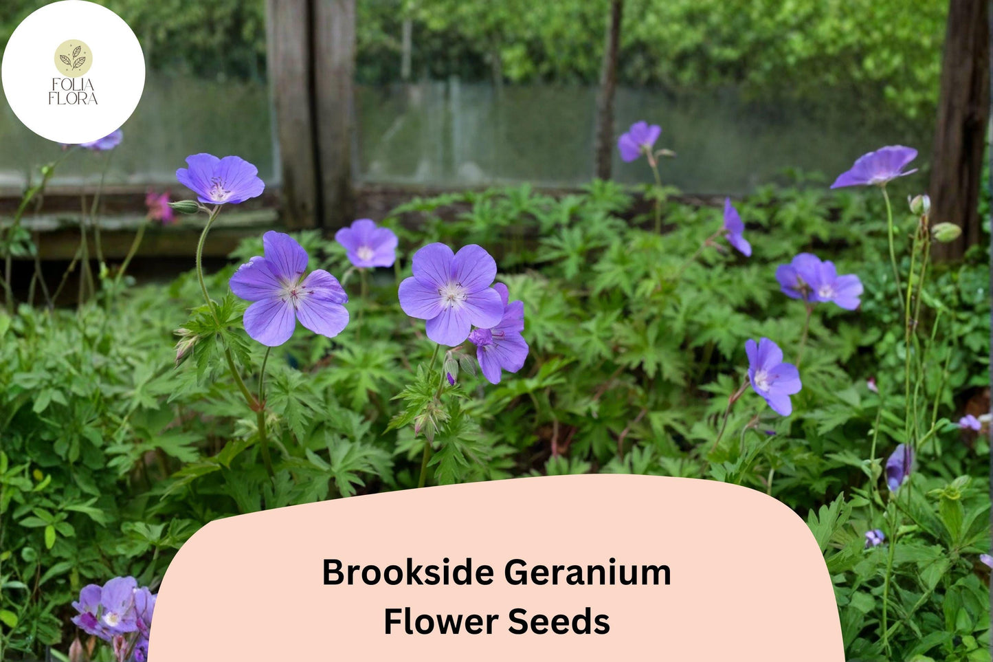 25+ Brookside Geranium Seeds | Hardy Perennial Purple Cranesbill | Long-Blooming Garden Flower