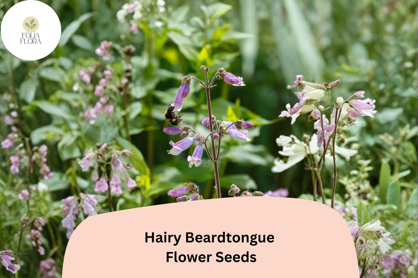 Hairy Beardtongue Seeds – 100 Penstemon hirsutus Perennial Wildflower for Pollinator & Meadow Gardens