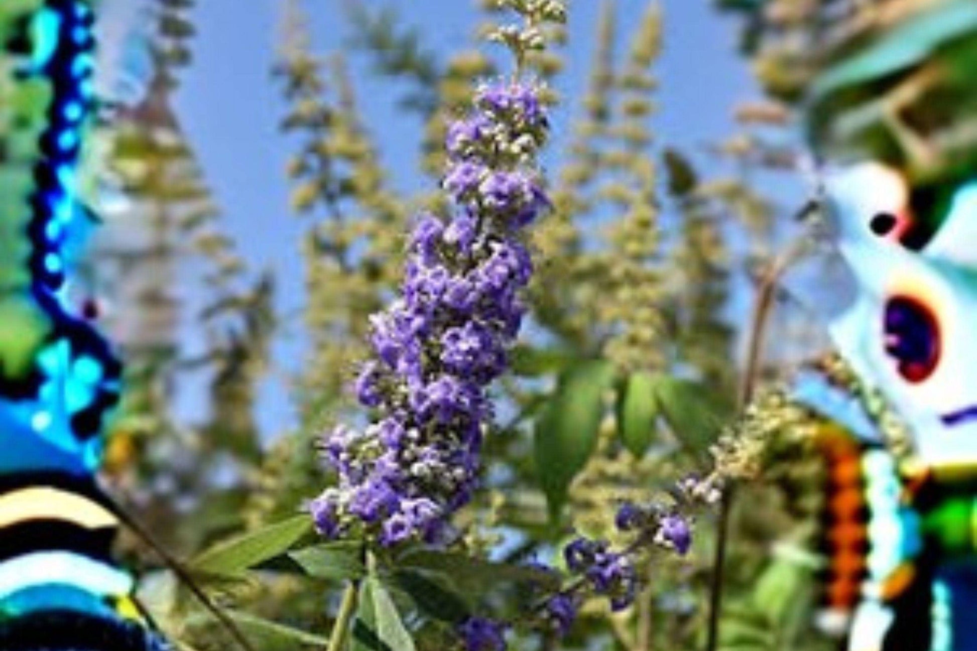 10 Seeds Vitex agnus-castus Chaste Tree Lavender Purple Flowering Shrub Pollinator Attracting Ornamental Plant