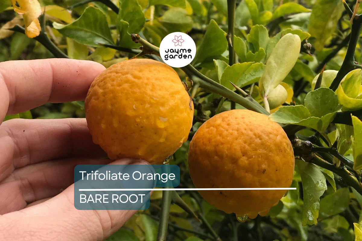 Bare Root Plants - 15 Trifoliate Orange Rootstock - Hardy Citrus for Grafting - Poncirus trifoliata - Cold-Hardy & Disease-Resistant