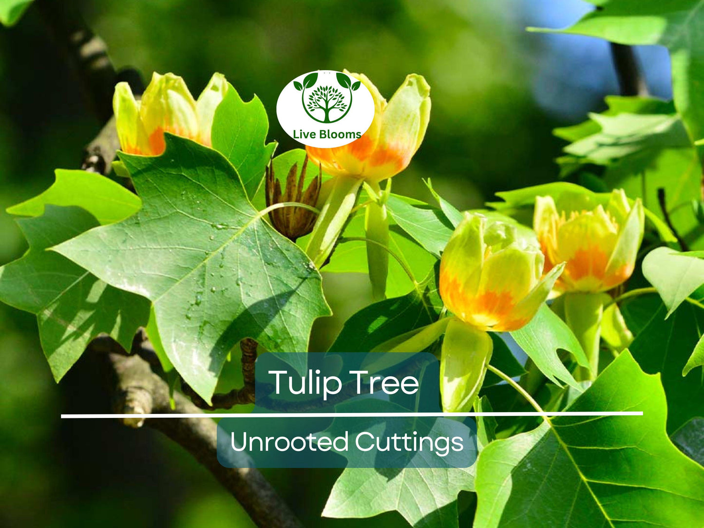 6+ Tulip Tree Unrooted Cuttings | Liriodendron Tulipifera Fast-Growing Hardy Deciduous Tree for Landscaping
