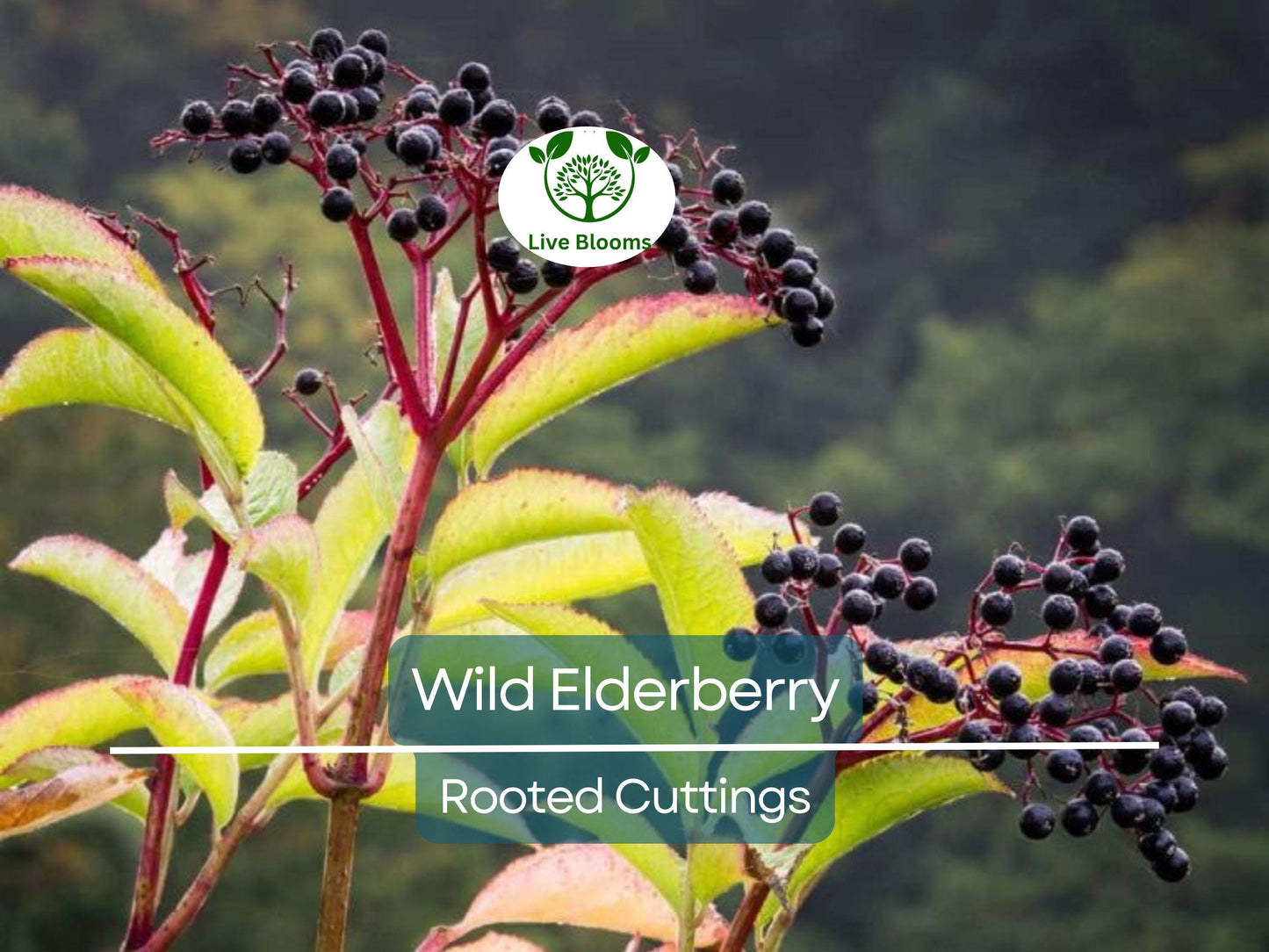 3 Rooted Cuttings Wild Elderberry Sambucus nigra Organic Non-GMO Plants for Home Garden