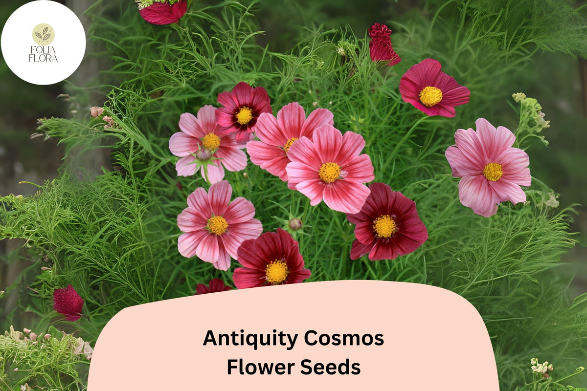 200+ Antiquity Cosmos Seeds | Burgundy, Maroon, Rose | Cosmos bipinnatus ‘Antiquity’ | Heirloom Flower Garden Planting