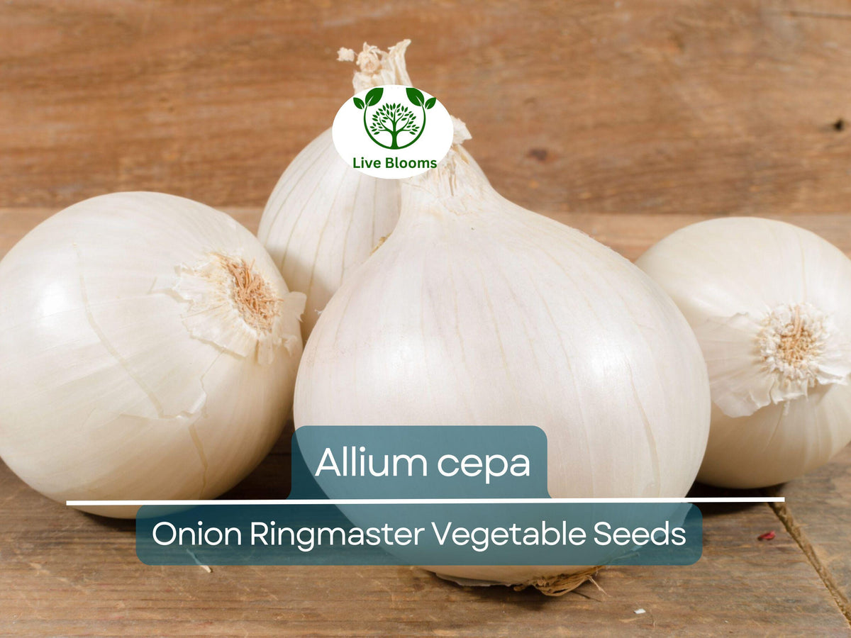Onion Seeds 250 mg Ringmaster Heirloom Variety (Allium cepa) - Sweet Mild Flavor for Cooking & Salads