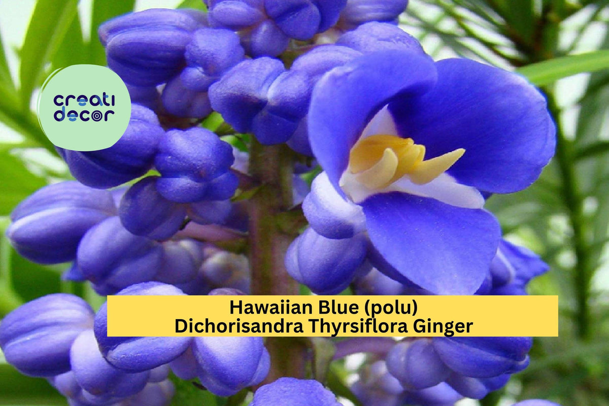 Hawaiian Blue Ginger Plant – Dichorisandra thyrsiflora Live Bare Root Starter with Exotic Blue Blooms