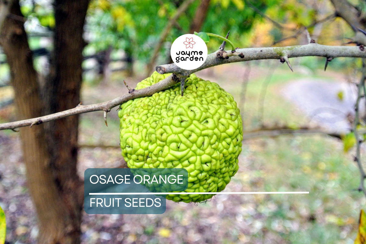 50 Osage Orange Tree Seeds - Maclura pomifera - Yellow-Green Fruit - Bois D'Arc Fresh Seeds for Landscaping & Wildlife