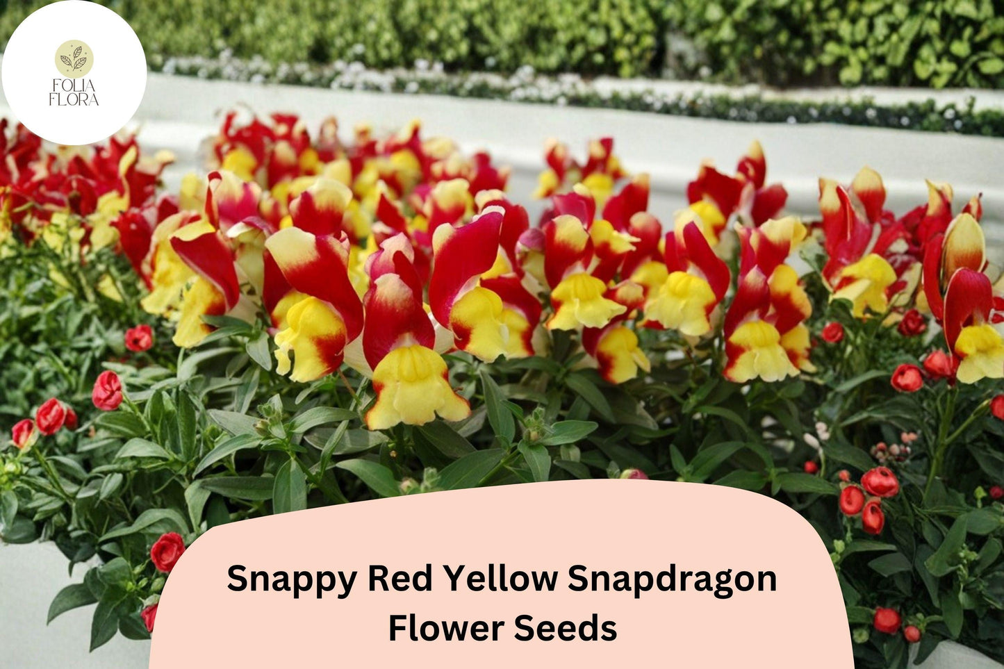 1000+ Snappy Red Yellow Snapdragon Seeds | Antirrhinum majus Bicolor Flowers for Gardens & Pots
