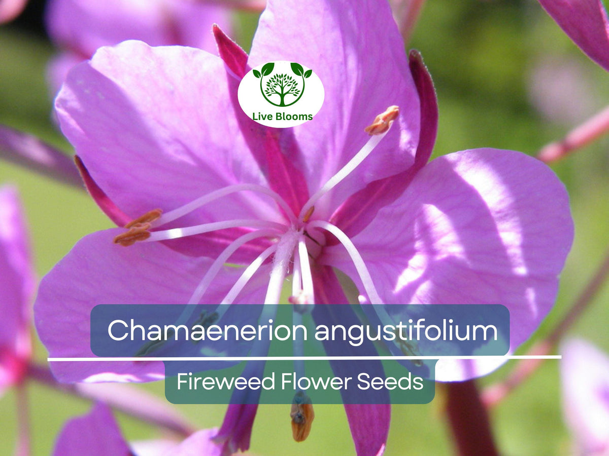 30 mg Fireweed Seeds - Chamaenerion angustifolium - Vibrant Pink to Purple Wildflower for Pollinator Gardens and Landscapes
