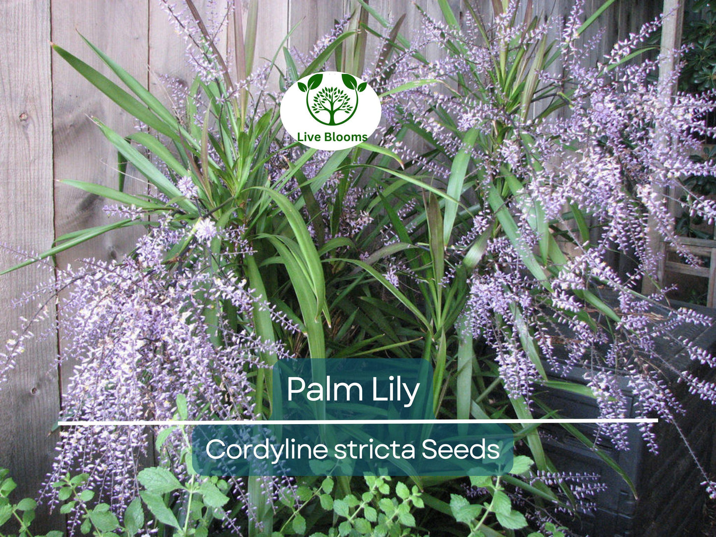 15 Palm Lily Seeds (Cordyline stricta) | Easy Indoor Tropical Houseplant, Non-GMO, Low Maintenance
