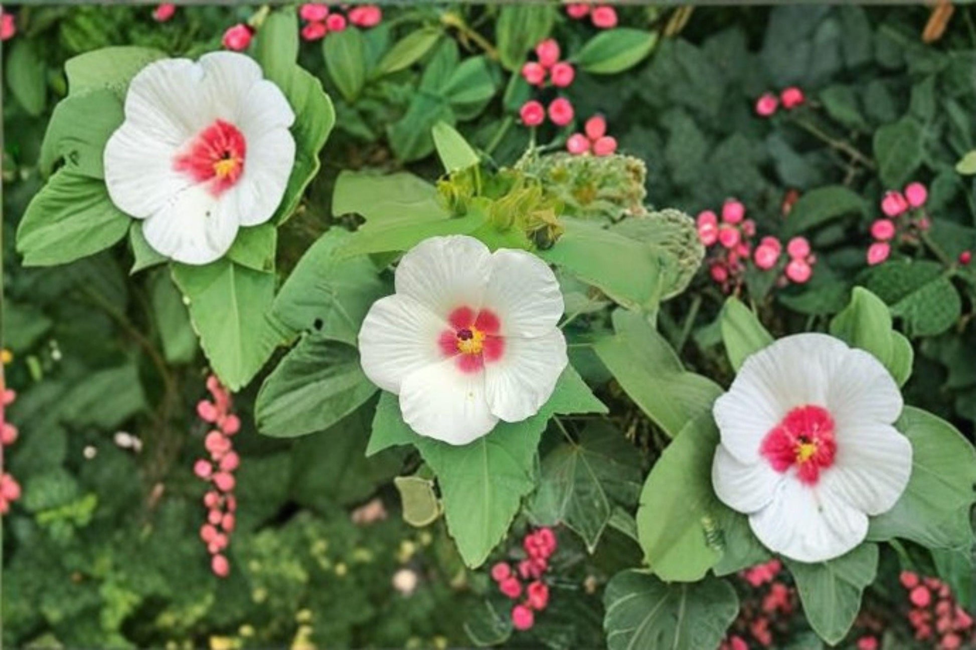 25 Hibiscus lasiocarpos Seeds – Woolly Rose Mallow Native Wetland Flower – Perennial for Pollinator Gardens