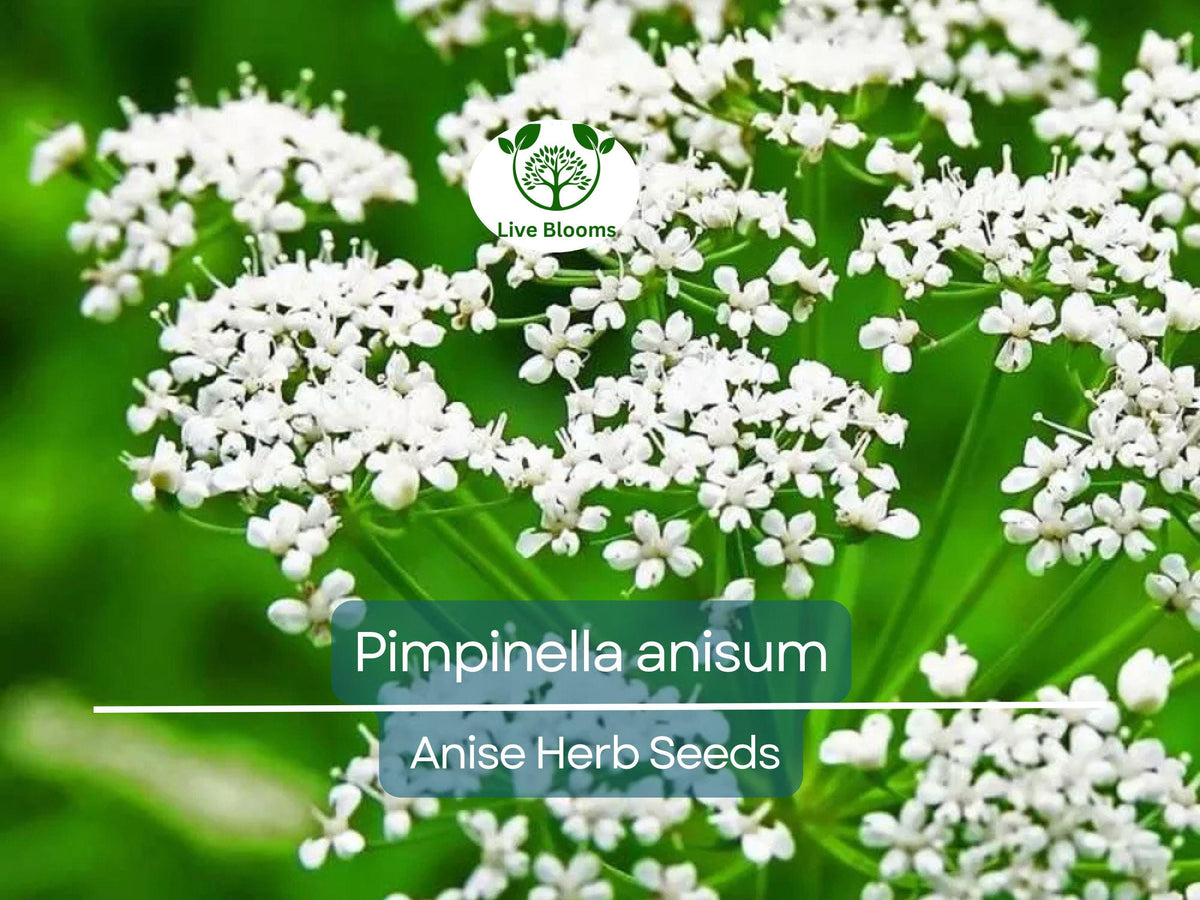 Anise Seeds 250 mg - Pimpinella anisum Aromatic Herb for Cooking, Teas, and Garden Growth - Sweet Licorice Flavor