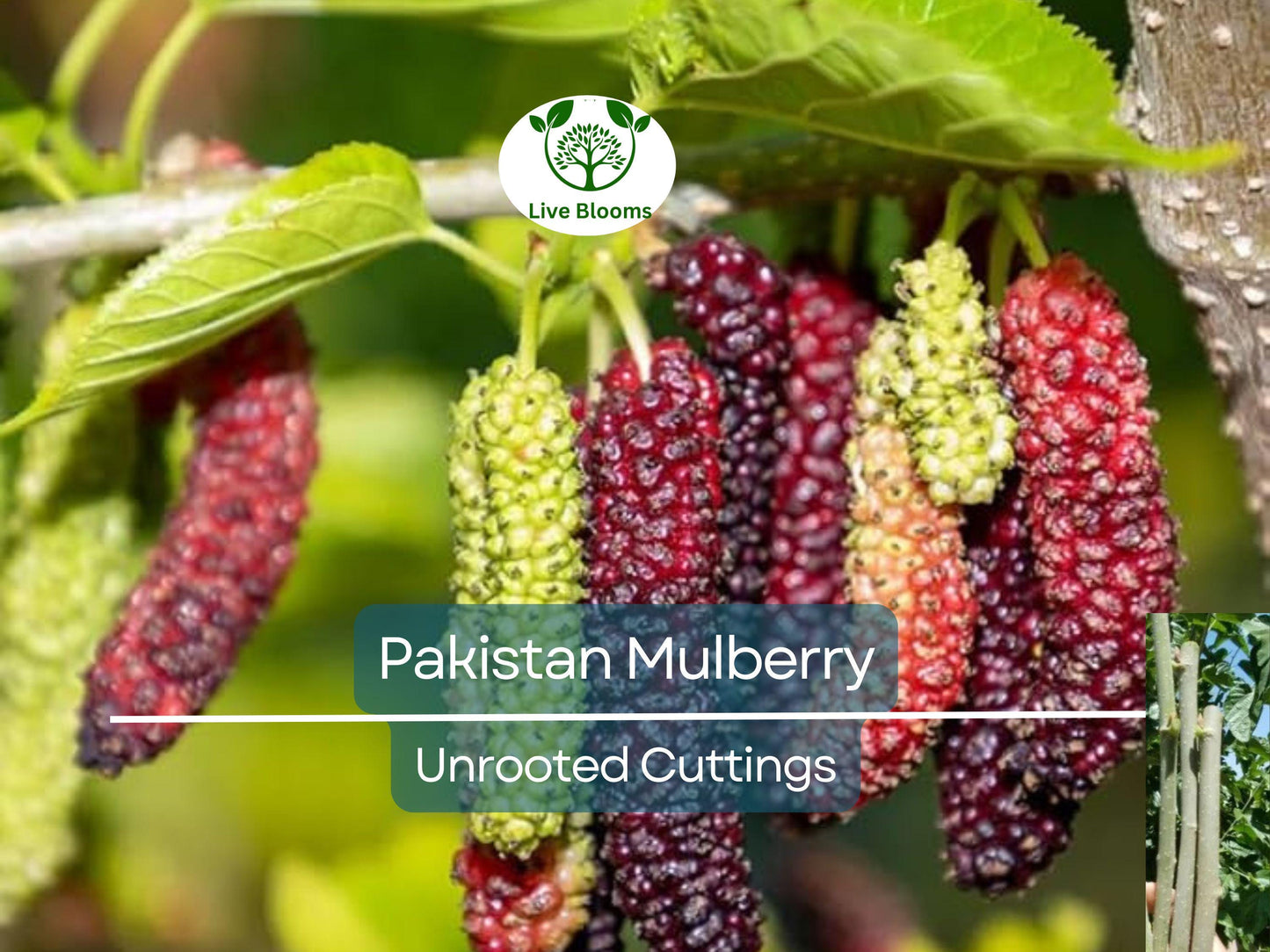 10pcs Organic Pakistan Mulberry Unrooted Cuttings - Morus Nigra for Rooting & Grafting, Hardy Fruit Tree