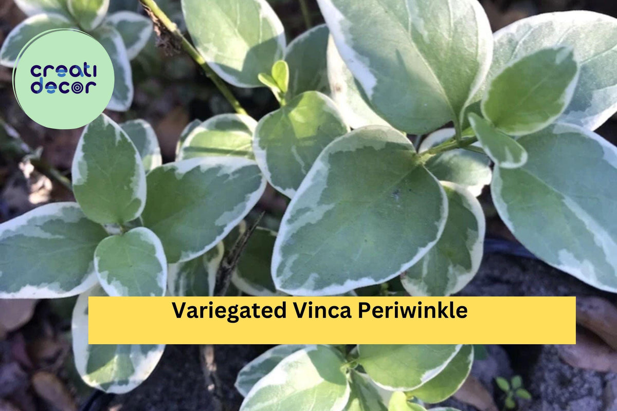 Variegated Vinca Periwinkle - 6 Bare Root Starter Plants, Trailing Evergreen Ground Cover, Vinca major 'Variegata' for Shade Zones 4–9