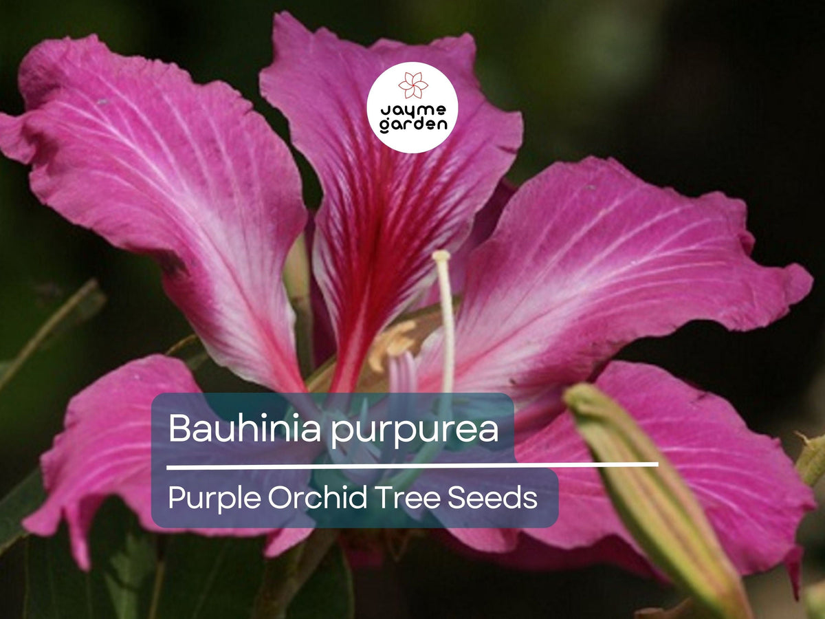 10 Seeds Bauhinia Purpurea Orchid Tree Purple Camel's Foot Flowering Plant Seeds - Fast Growing Ornamental Tree