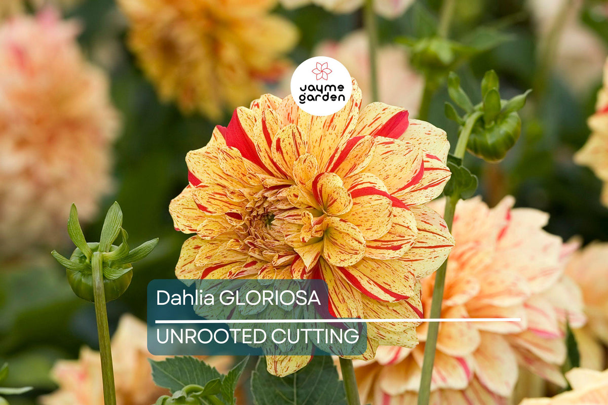 Dahlia Gloriosa Tuber Bulb - Yellow Red Variegated Flowers, 6.5" Blooms, Mid-Season Bloomer, Dahlia 'Gloriosa' Plant