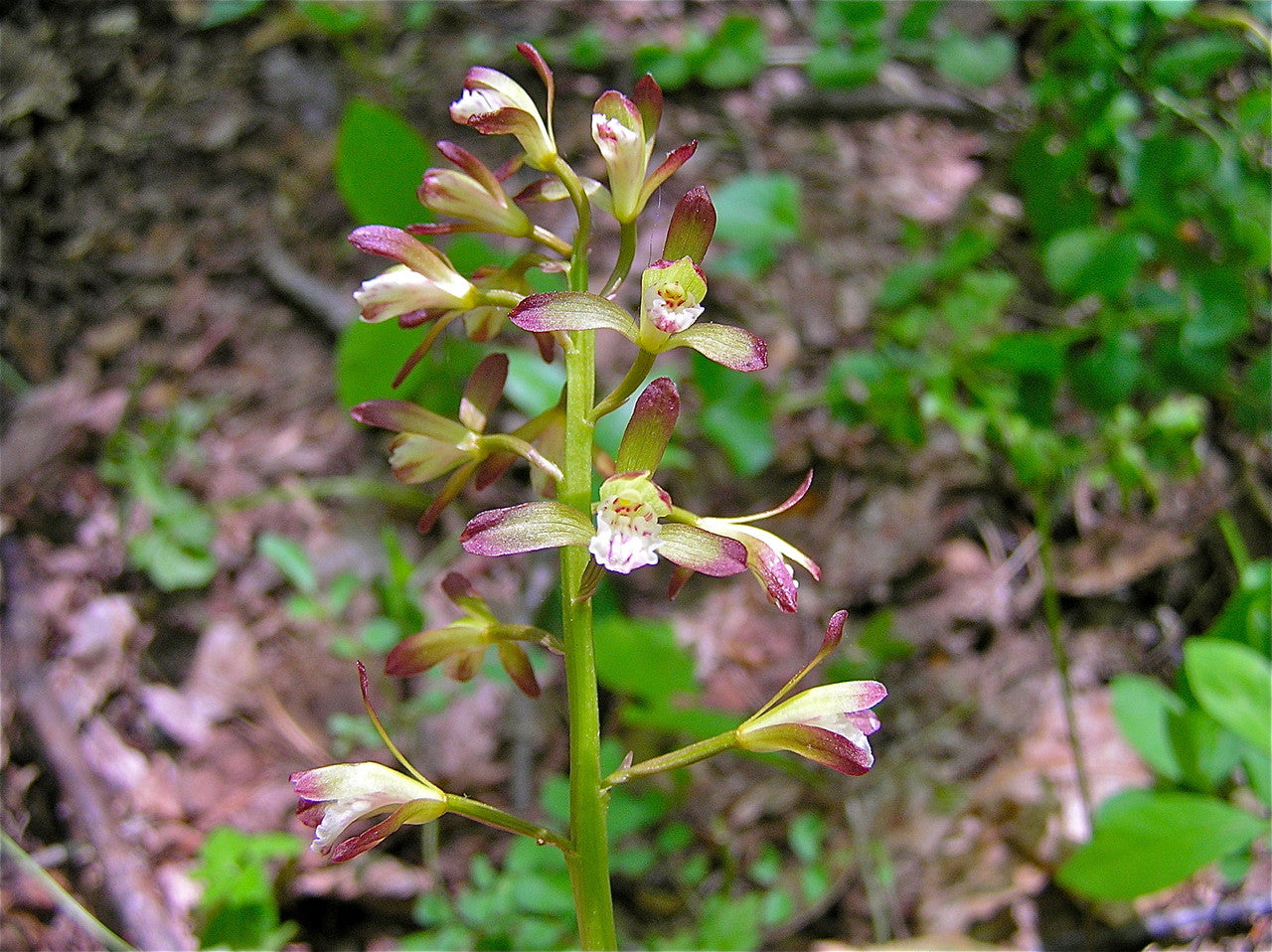 Bare-Root Adam & Eva Orchid Putty Root Aplectrum hyemale Winter Woodland Native Wildflower Pair