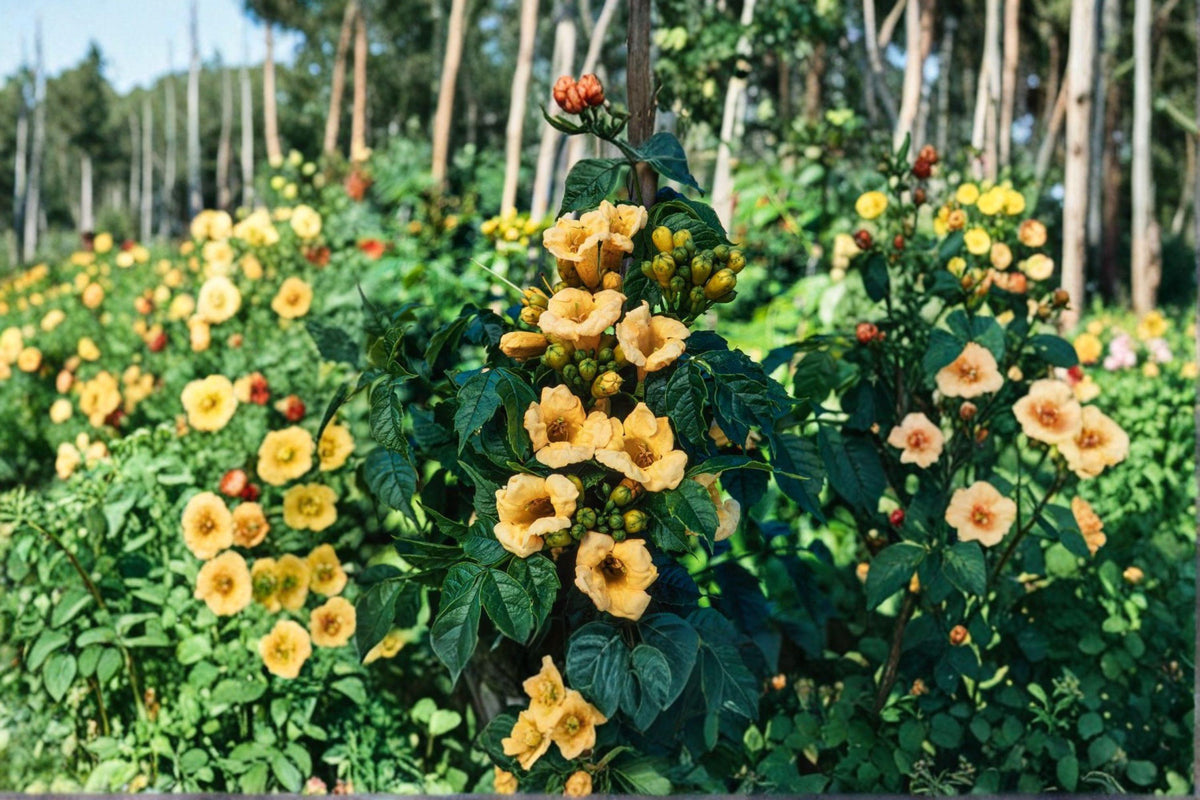 Yellow Trumpet Vine Seeds | 20 Seeds | Campsis radicans 'Flava' | Bright Yellow Flowers for Vertical Gardening