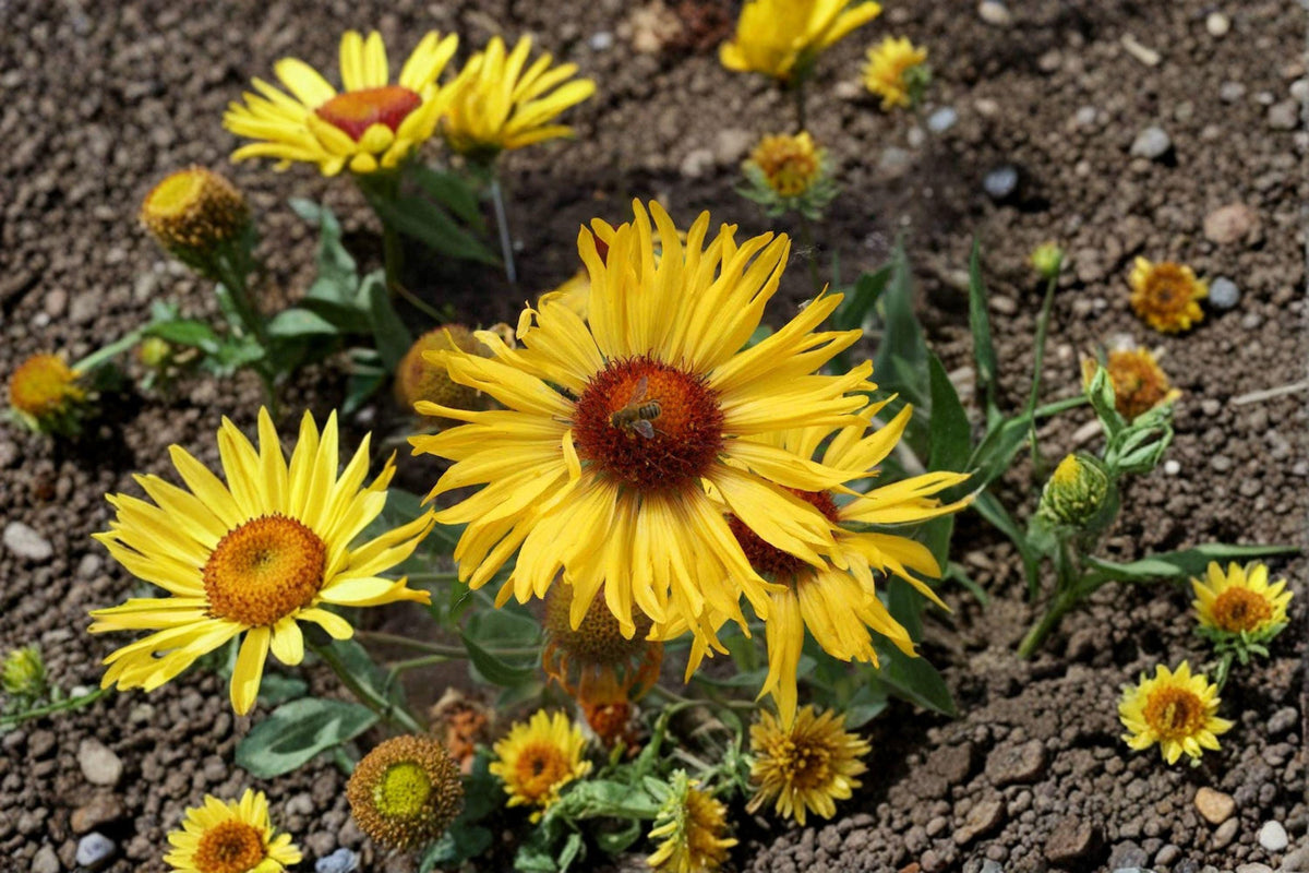 Yellow Gaillardia Seeds | 25 Count | Bright Blanket Flower | Gaillardia aristata | Drought-Tolerant Pollinator Plant