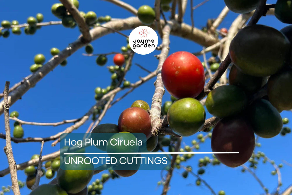Hog Plum Cuttings - 5 Unrooted 8-10” Spanish Plum Cuttings, Spondias purpurea, Fast-Growing Tropical Fruit Tree