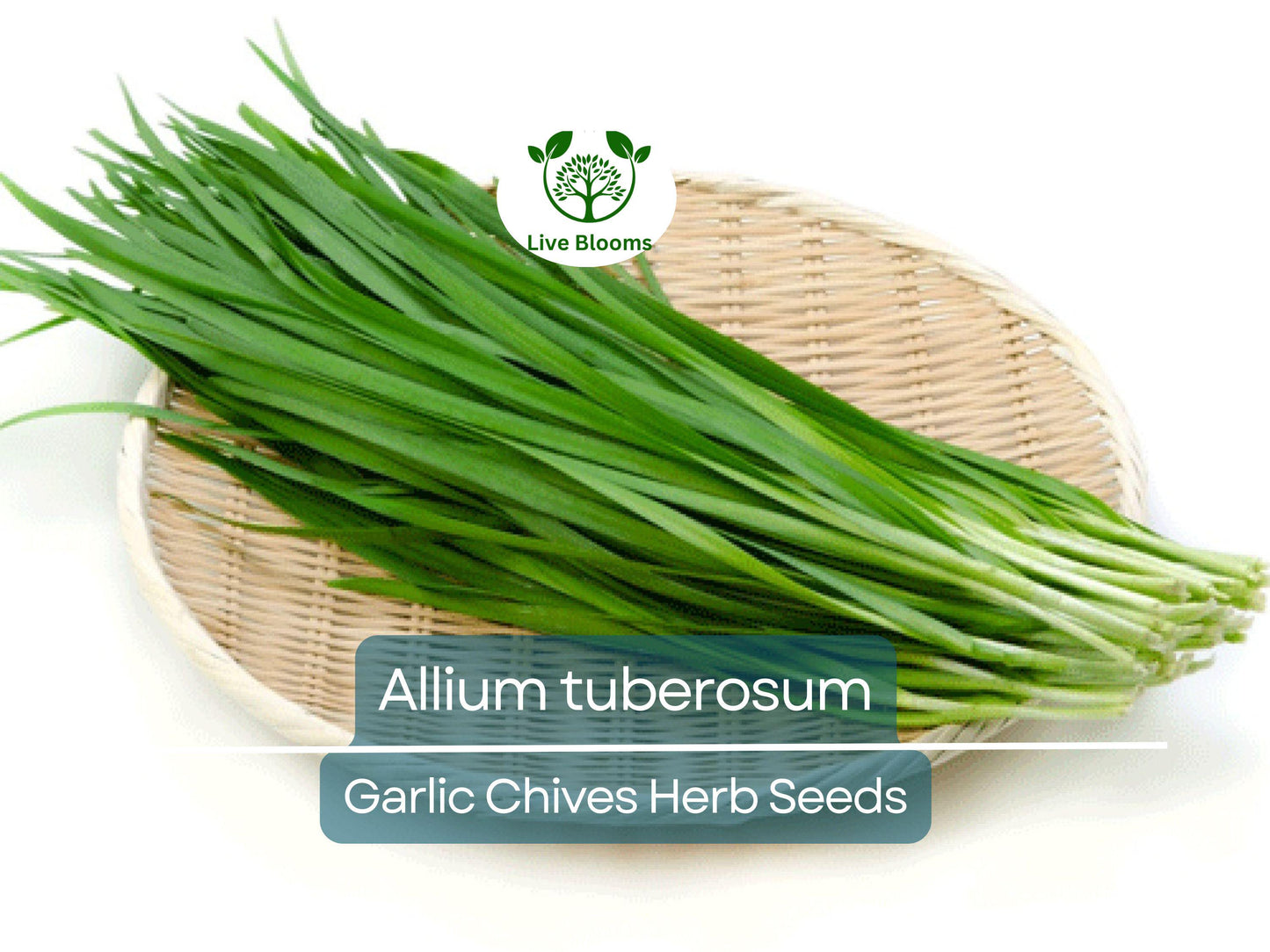 100 Garlic Chives Seeds - Allium tuberosum - Easy to Grow Aromatic Herb for Cooking & Garden