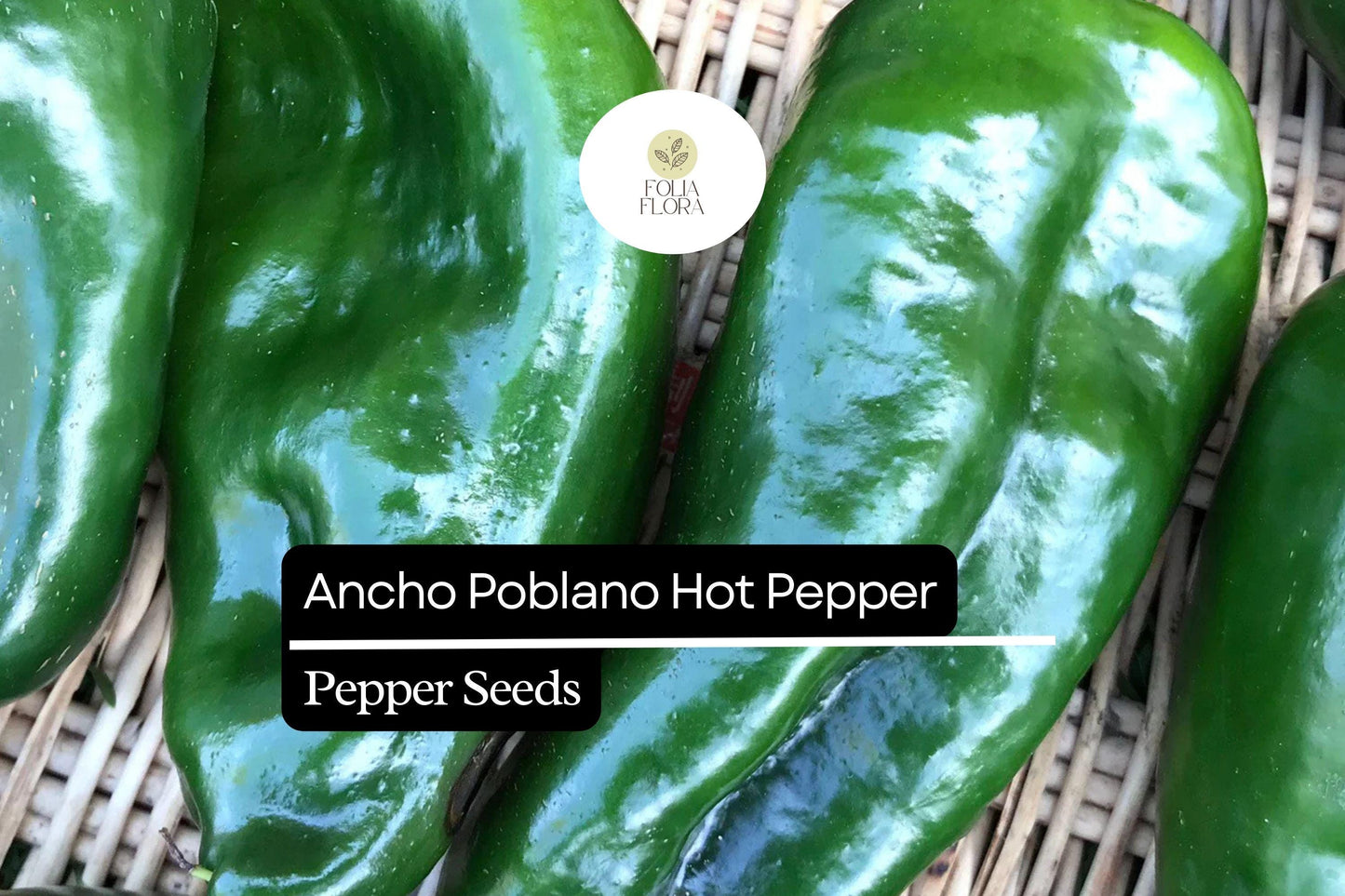 25 Ancho Poblano Pepper Seeds – Heirloom, Non-GMO, Mildly Spicy, Rich Flavor