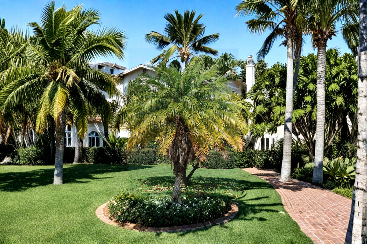 Pygmy Date Palm Seeds - 5 Seeds - Phoenix Roebelenii - Indoor Container Plant - Tropical Ornamental Palm for Home & Garden