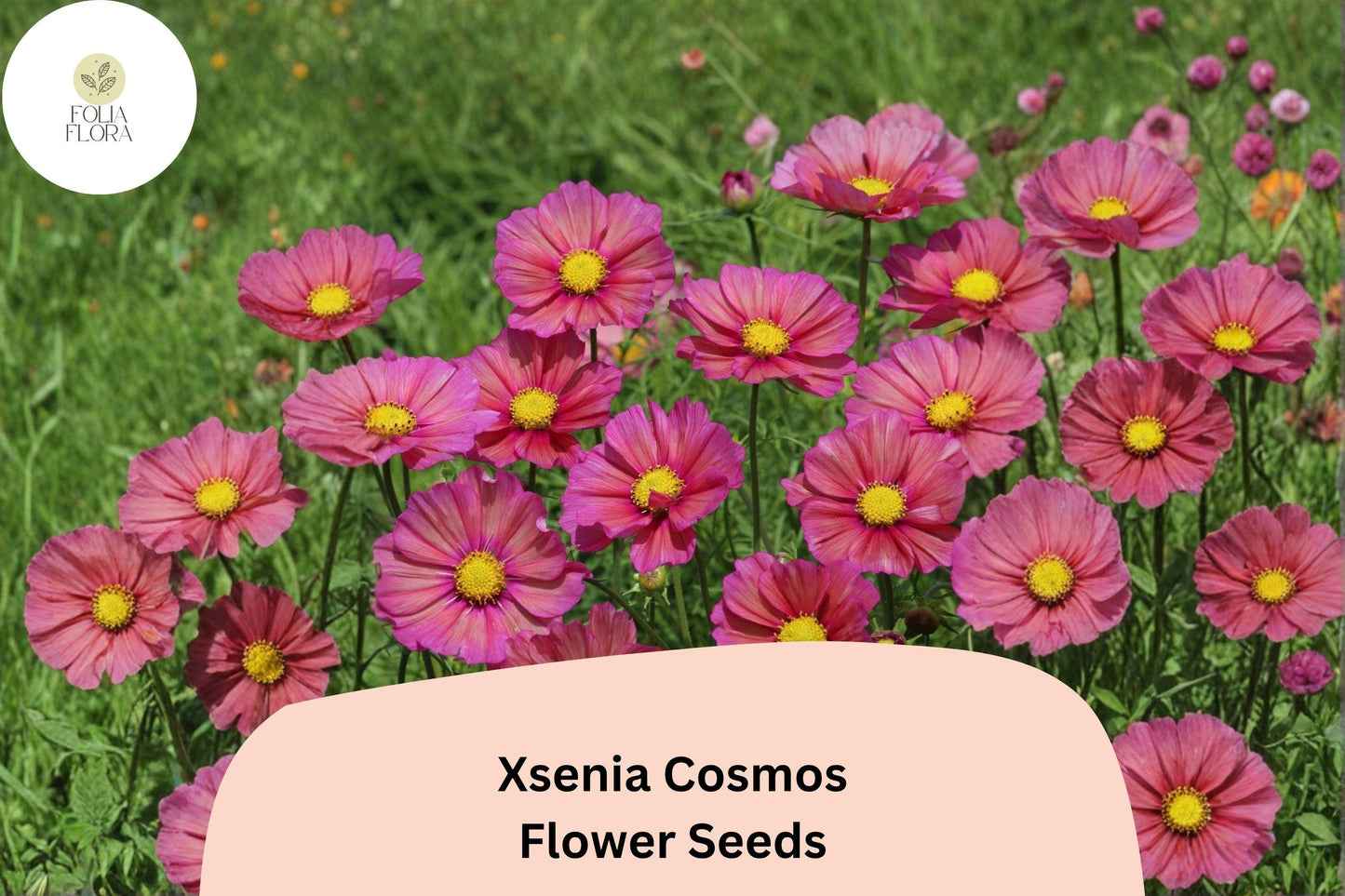 200+ Xsenia Cosmos Seeds | Peach Pink Cosmos bipinnatus | Easy Annual Flower for Pollinators & Borders