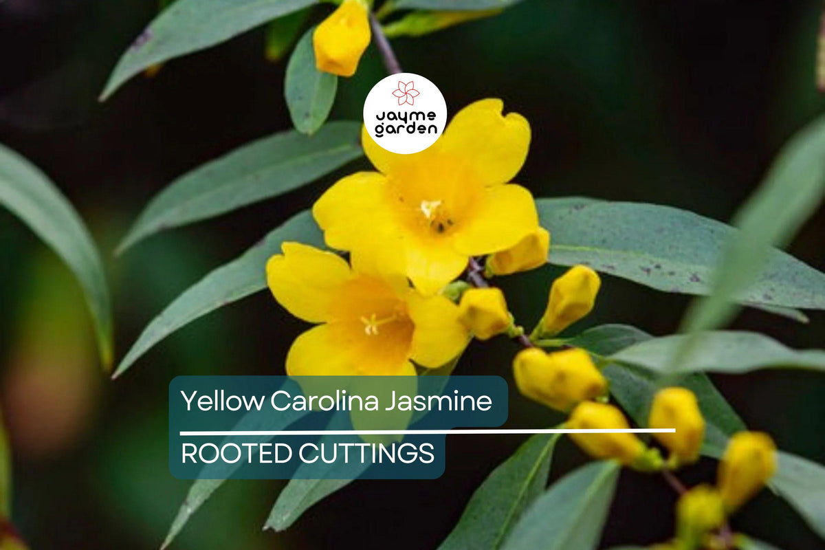 Yellow Carolina Jasmine Live Plants (6) - 8-10" Rooted Climbing Flowering Vines, Gelsemium sempervirens, Yellow Blooms