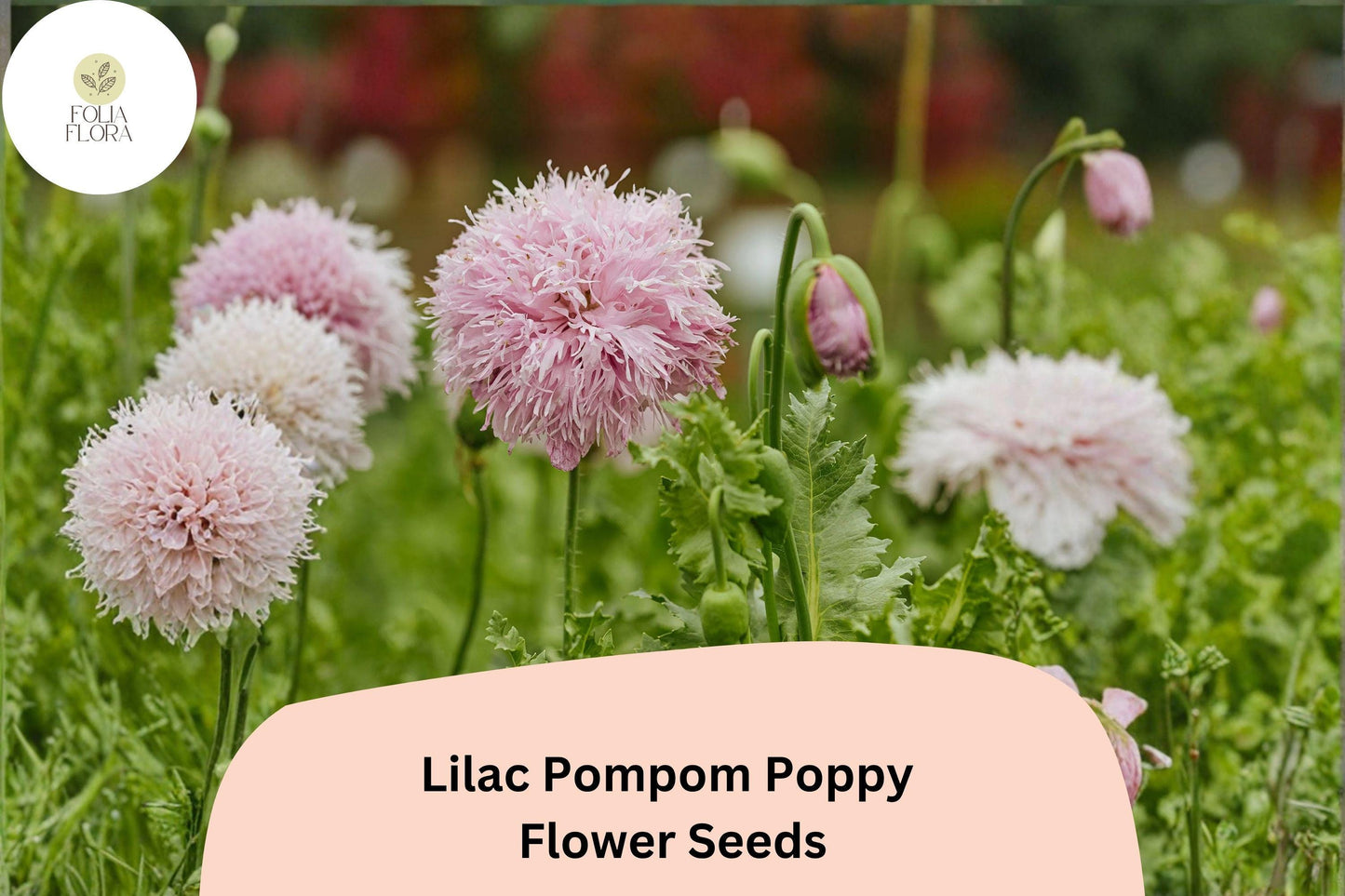 200+ Lilac Pompom Poppy Seeds – Double Soft Lilac Blooms, Easy to Grow Annual Flower