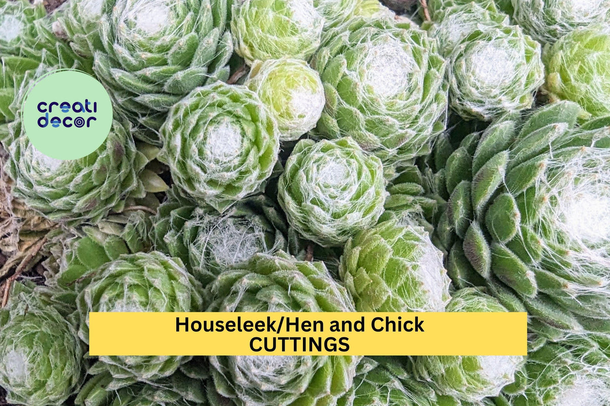 SALE! 10 Baby Sempervivum Mixed Varieties Hens & Chicks Succulents for Rock Gardens