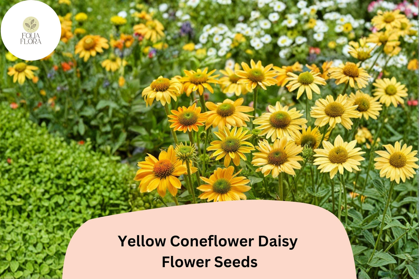 200+ Yellow Coneflower Daisy Seeds | Echinacea paradoxa | Hardy Perennial with Golden Blooms for Pollinator Gardens