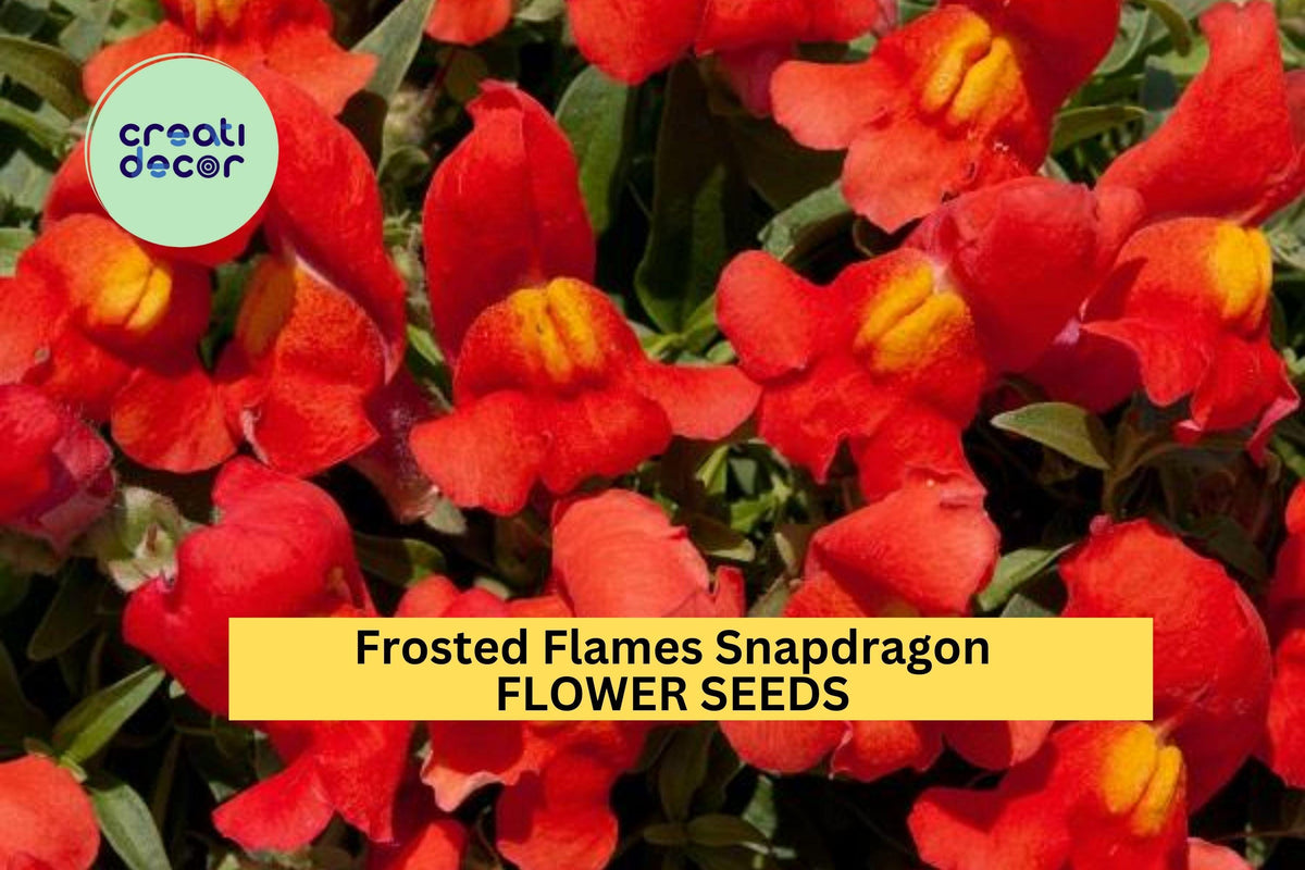 1000+ Frosted Flames Snapdragon Seeds – Variegated Foliage & Bright Multicolor Blooms for Garden Borders