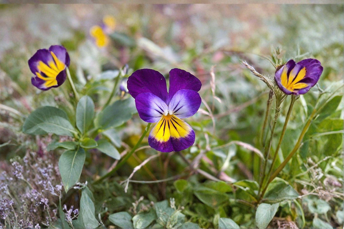 Helen Mount Johnny Jump Up Seeds - 100 Count - Edible Flower Mix - Viola tricolor - Purple, Yellow, White Blooms