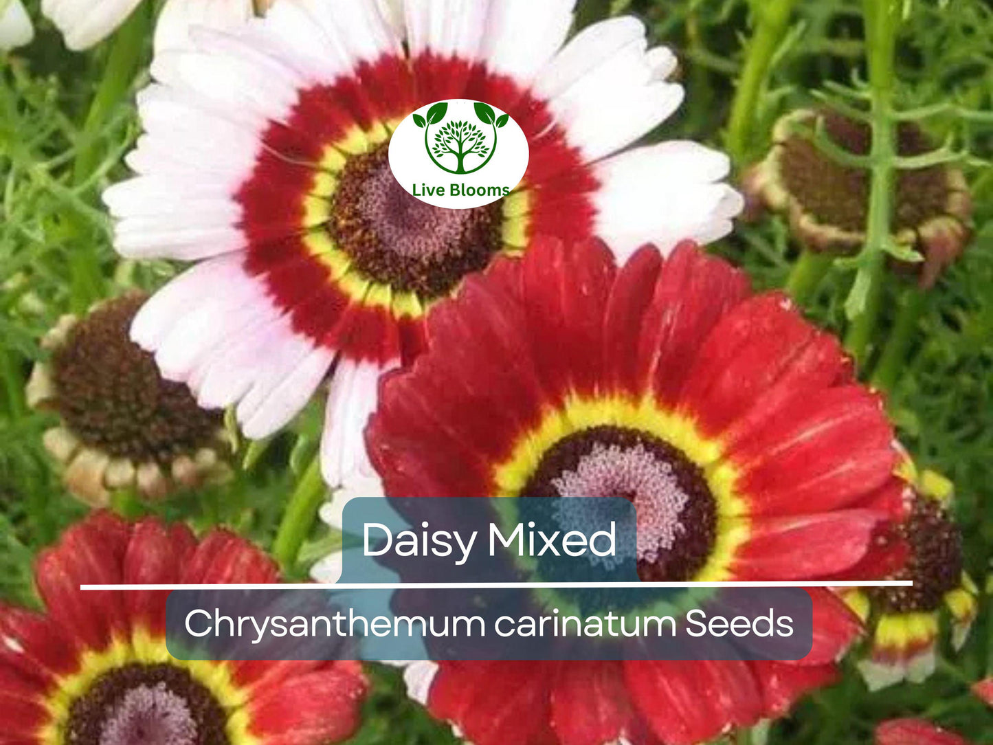 200 Seeds Painted Daisy Mixed Colors - Non-GMO Perennial Chrysanthemum Flowers for Pollinators
