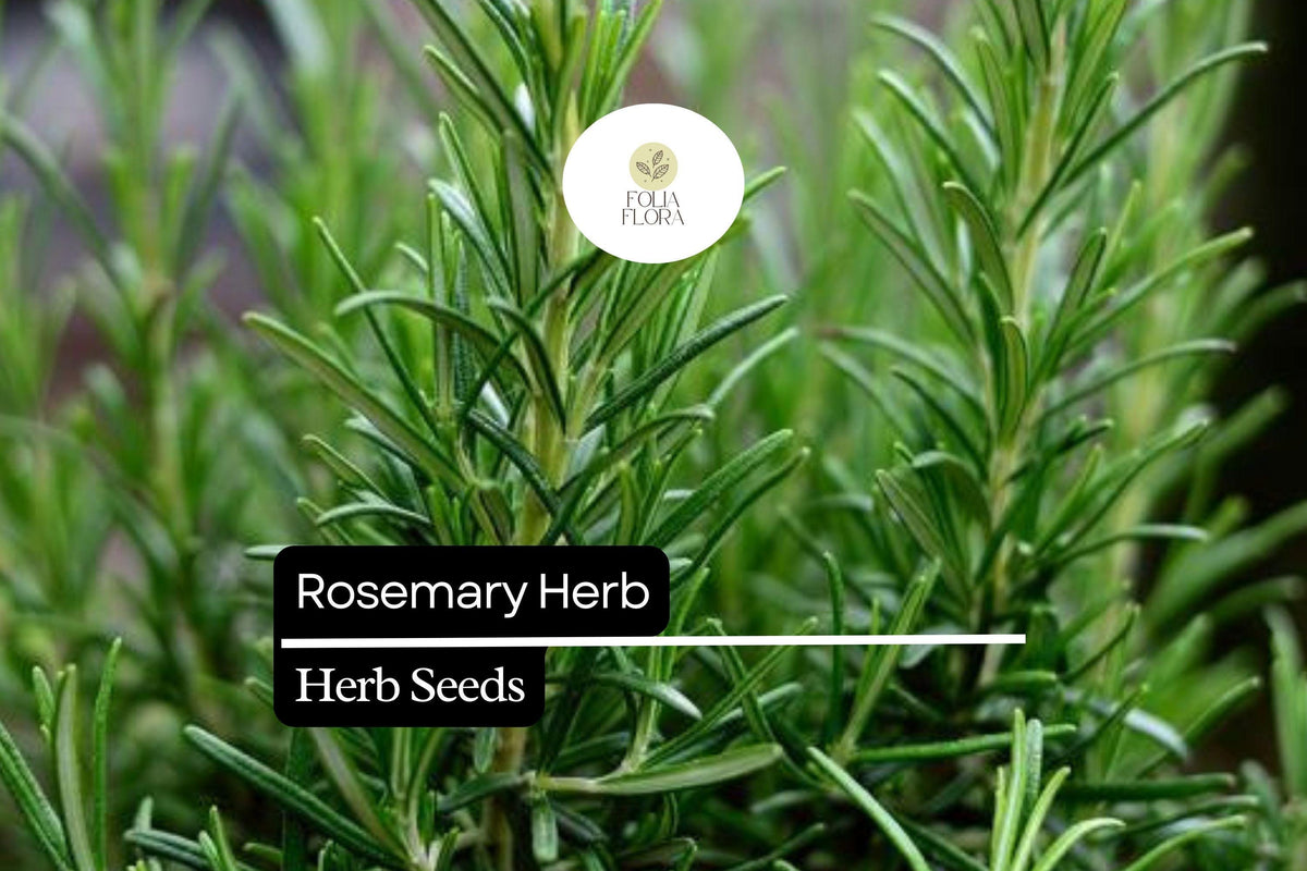 Rosemary Seeds - 100 Pack - Culinary & Ornamental Herb - Salvia rosmarinus - Drought-Tolerant, Aromatic, Pollinator-Friendly
