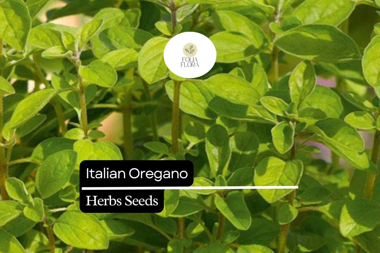 250 Italian Oregano Herb Seeds – Heirloom, Aromatic, Perennial Origanum vulgare for Cooking