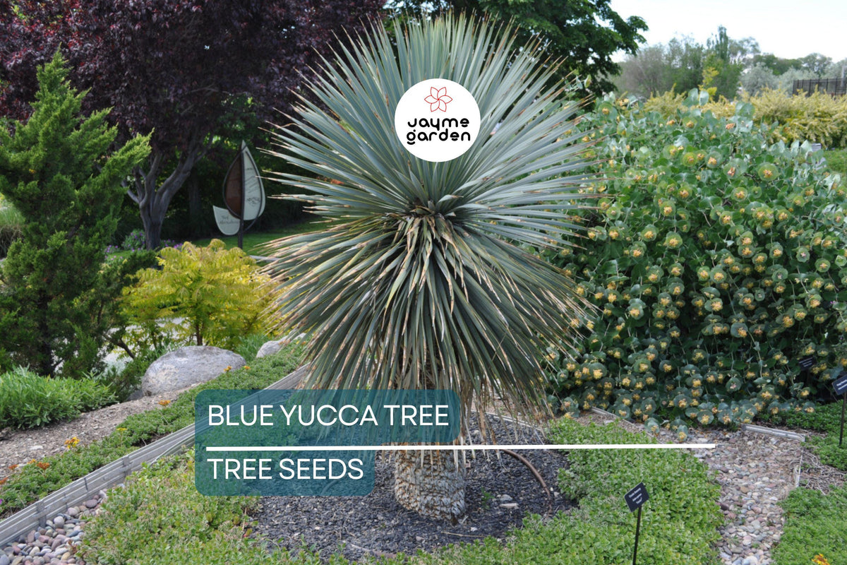 Blue Yucca Tree Seeds - 10 Rare Yucca rigida - Drought-Tolerant, Cold Hardy Agave-Like Plant for Xeriscaping & Container Gardening