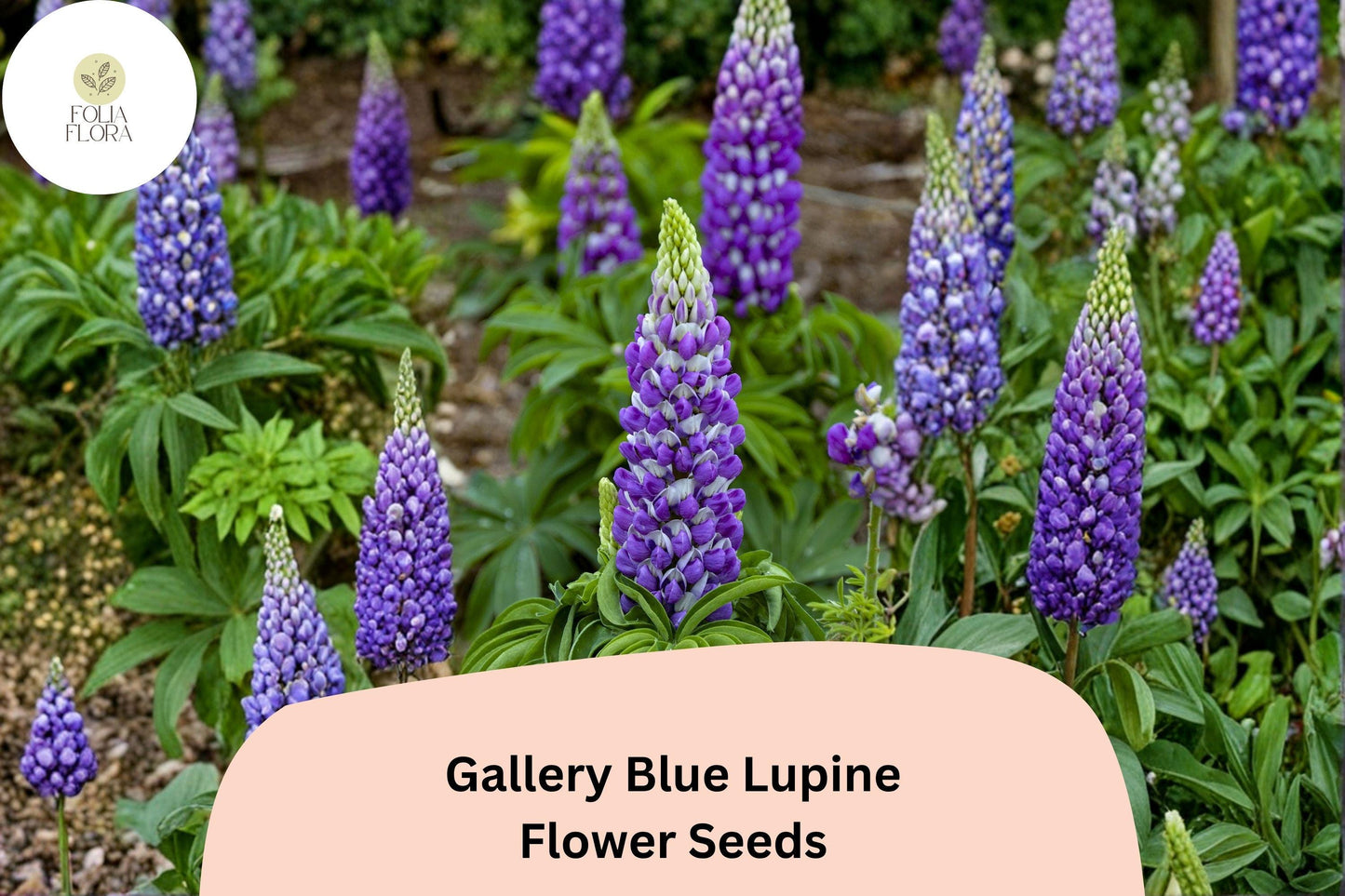 25+ Gallery Blue Lupine Seeds | Lupinus polyphyllus | Purple Flower Spikes for Pollinator Gardens