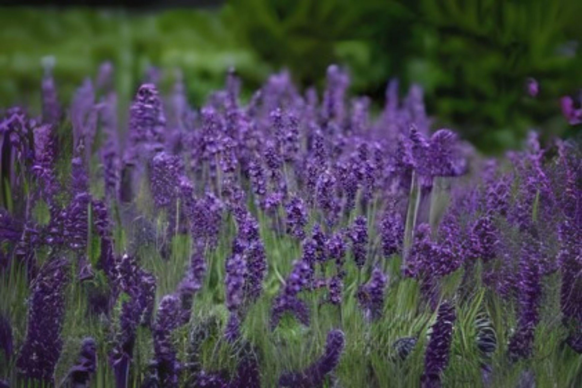 Vera Lavender Seeds, Fragrant English Lavender, Lavandula angustifolia 'Vera' - Heirloom Herb for Gardens & Crafts