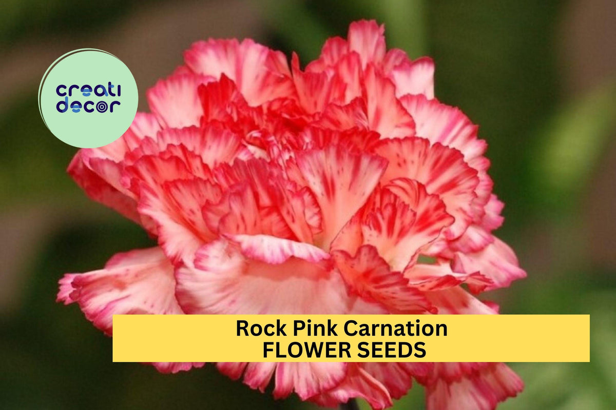 200+ Rock Pink Carnation Seeds – Bright Pink Fragrant Blooms for Garden Borders & Bouquets