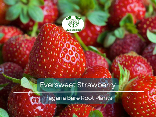 10 Eversweet Strawberry Plants – Bare Root, Everbearing, Heat Tolerant, Large Sweet Berries