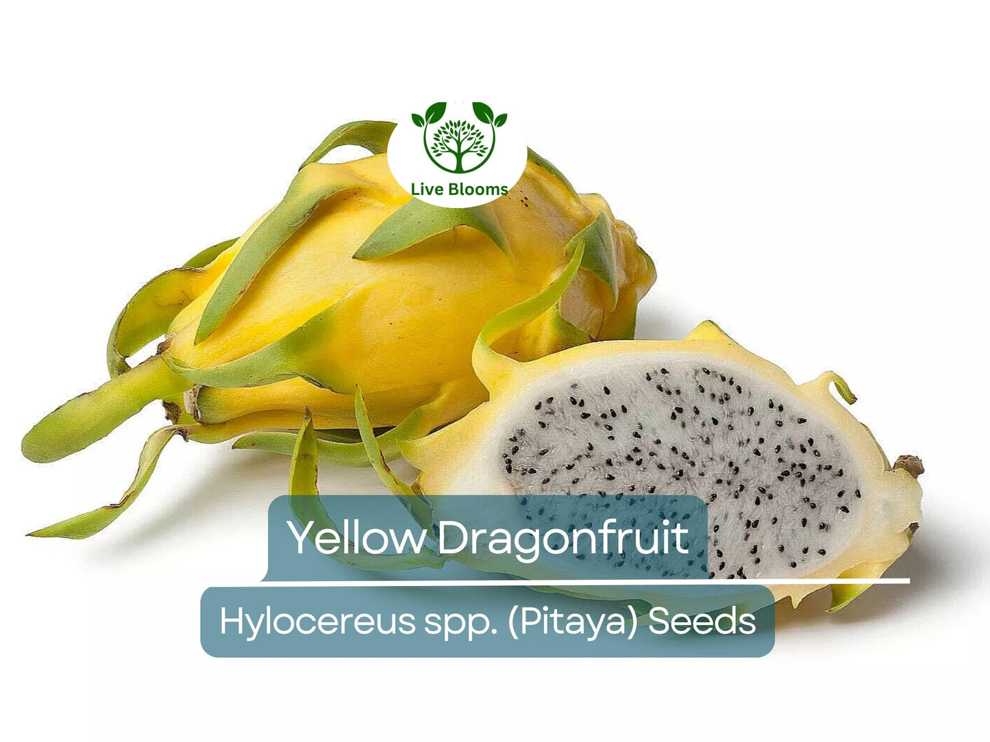 10 Yellow Dragonfruit Seeds | Easy to Grow Hylocereus Cactus with Sweet Tropical Fruit