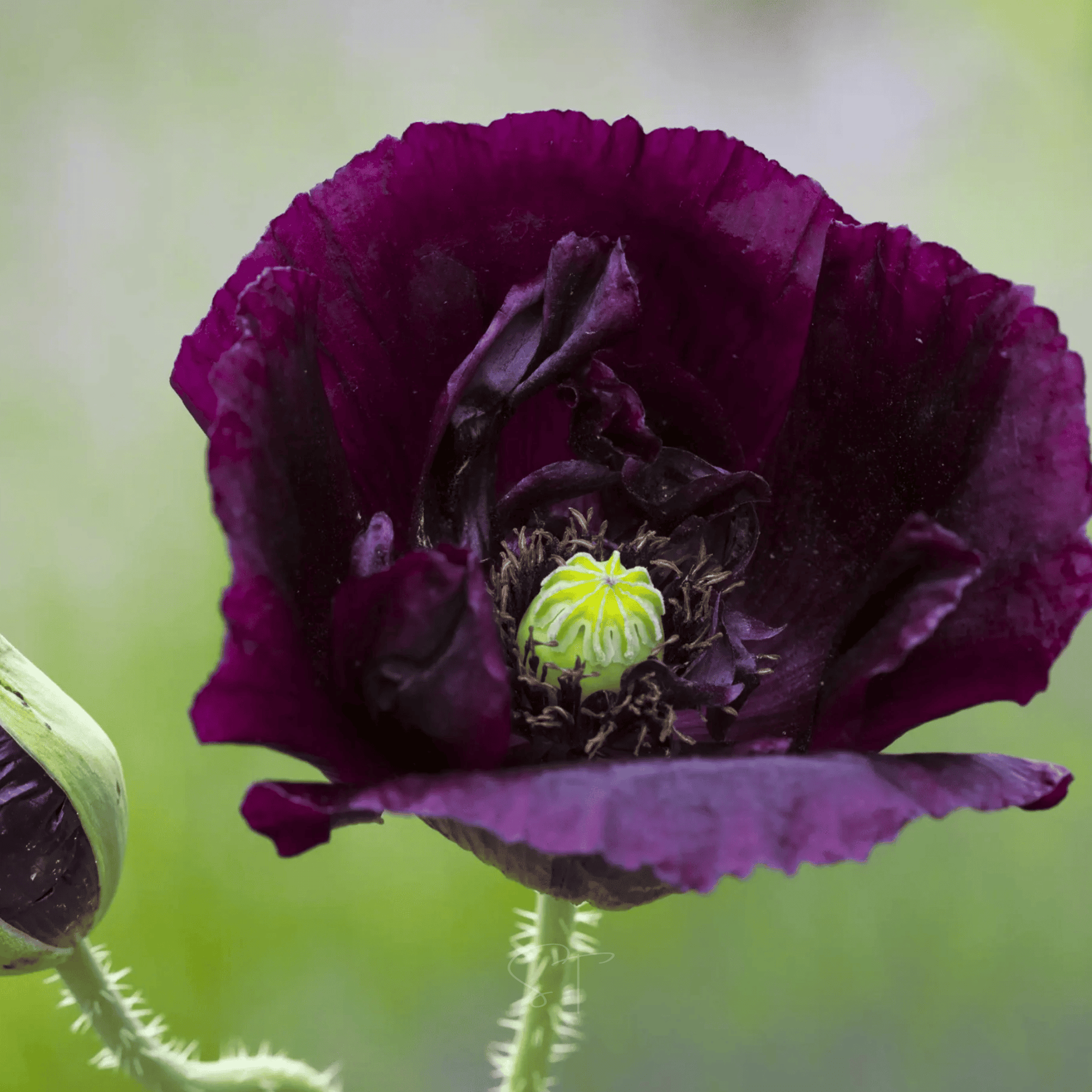 After Midnight Poppy Seeds – Heirloom, Non-GMO, Deep Crimson-Black Blooms, Sturdy Stems, Dried Seed Pods, Papaver somniferum