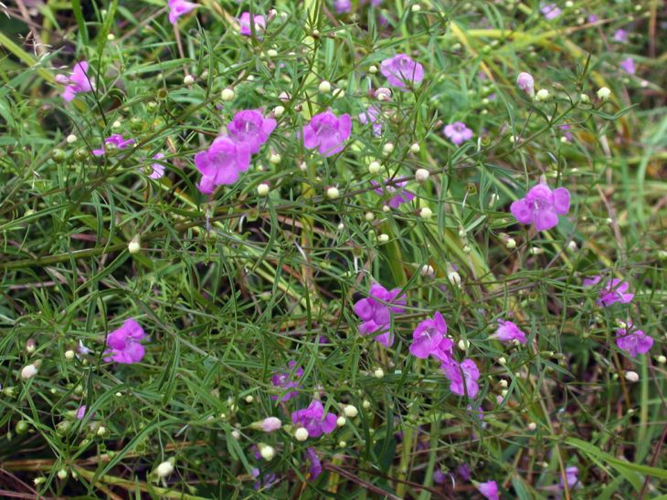 Agalinis tenuifolia Seeds – Slender False Foxglove Native Wildflower for Prairie & Meadow Gardens, 250 Seeds