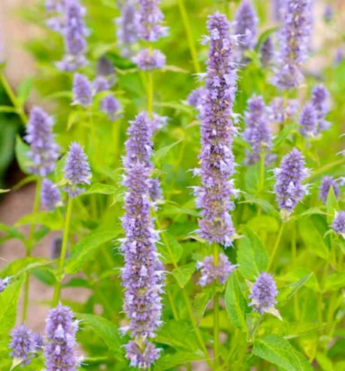 Live Blue Fortune Agastache Perennial in 1 Pint Pot – Lavender-Blue Flowers, Pollinator Magnet, Drought Tolerant, Fragrant, Hardy Hyssop