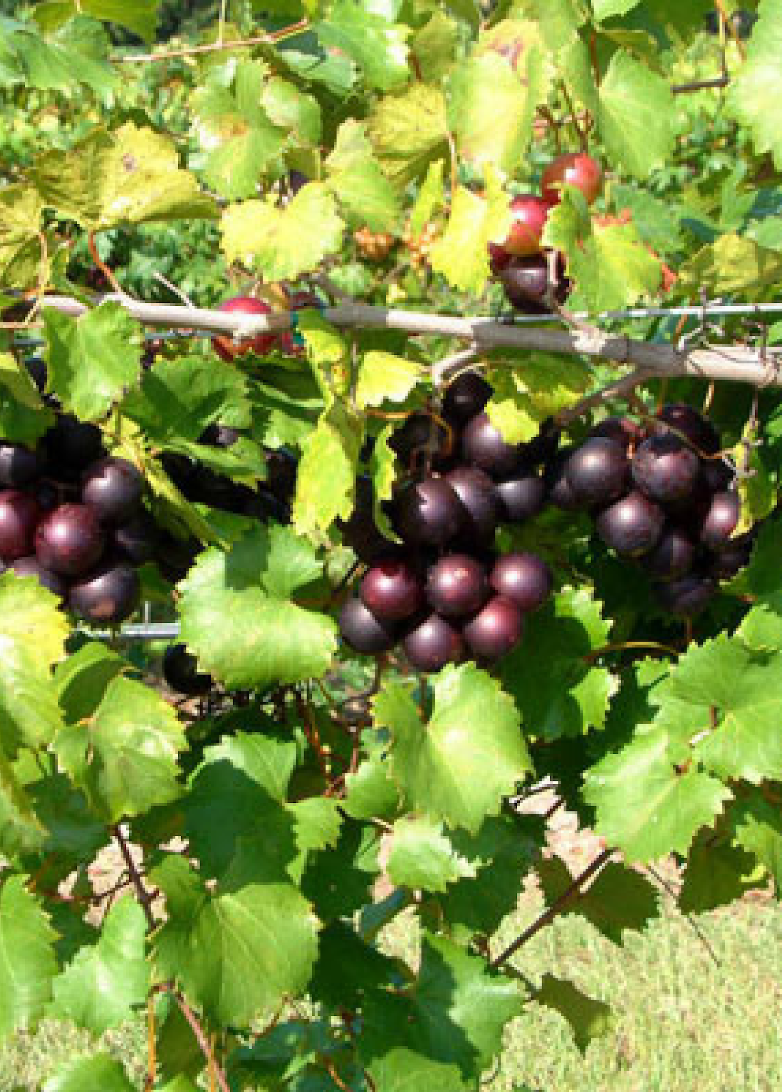 Muscadine Grape Plant 'Alachua' Vitis rotundifolia - Florida-Bred, Disease-Resistant, Sweet Black Grape
