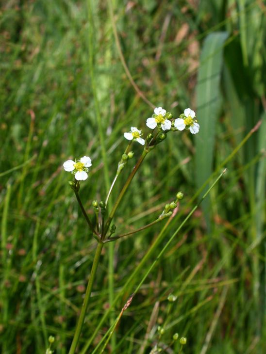 Alisma Triviale Seeds (300) - Northern Water Plantain Native Aquatic Wetland Plant for Ponds & Bog Gardens